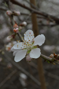 桃花