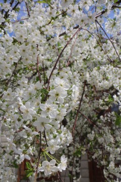 白花盛开的樱桃树