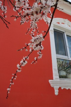 窗前的杏花