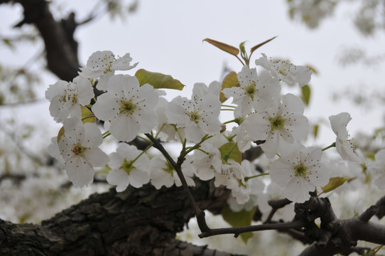 梨花