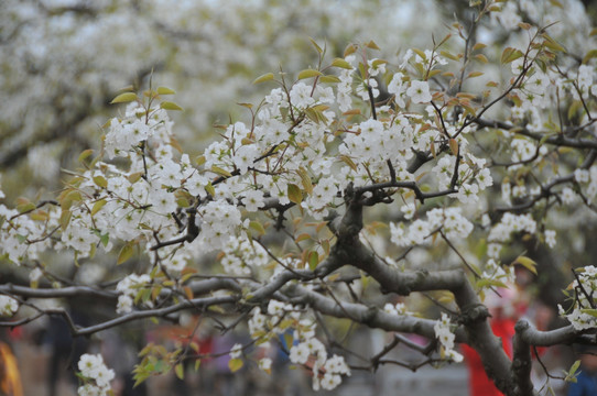 砀山梨花