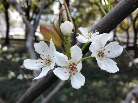 砀山梨花