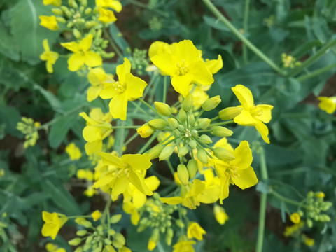 油菜花