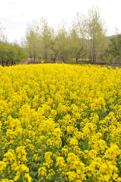 油菜花