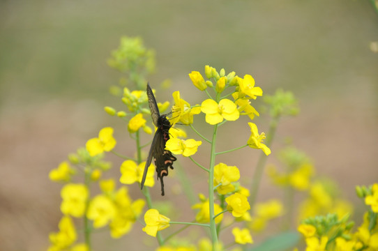 油菜花