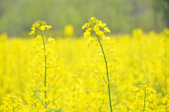 油菜花