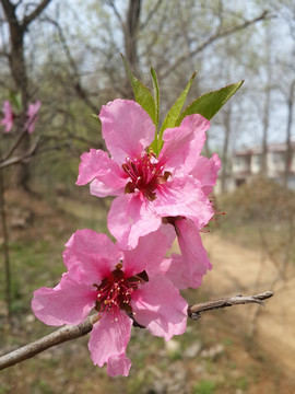 人面桃花