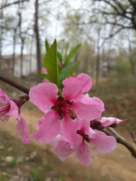 人面桃花