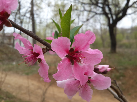 人面桃花