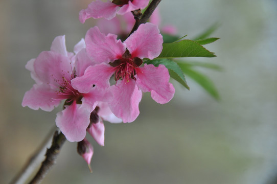 人面桃花