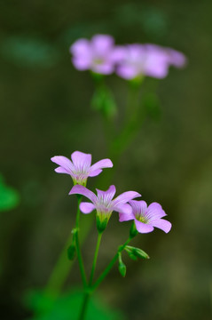 红花酢浆草