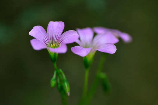 红花酢浆草