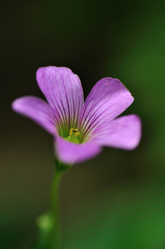 红花酢浆草