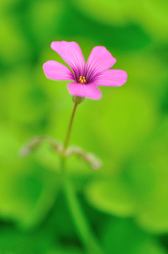 红花酢浆草