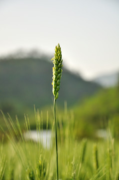 麦子