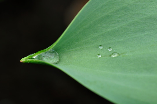 叶子上的水珠