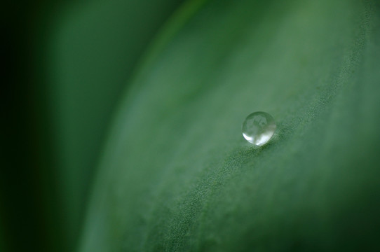 叶子上的水珠