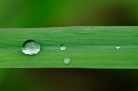 叶子上的水珠