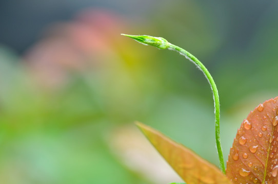 春天的嫩芽