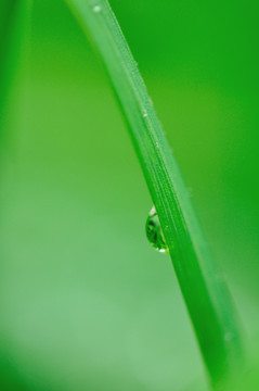 叶子上的水珠