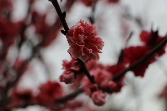 芬色桃花