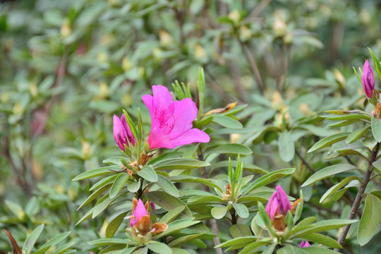 花卉素材