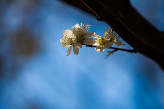 桃花