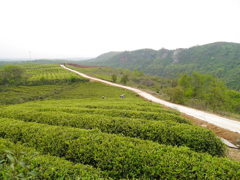 茶山公路