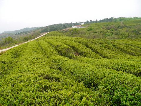 茶叶基地