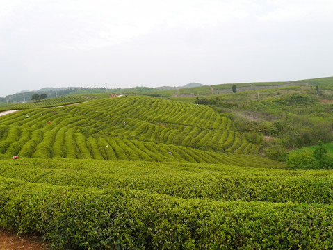 茶叶基地