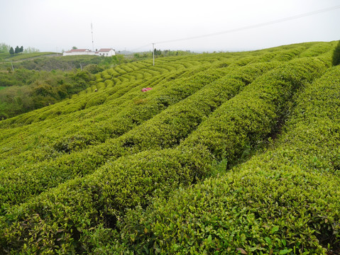 茶叶基地