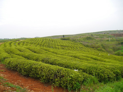 茶叶基地