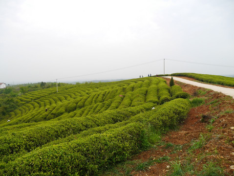 茶叶基地