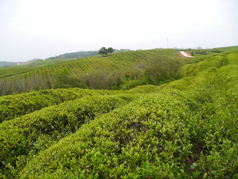 茶山