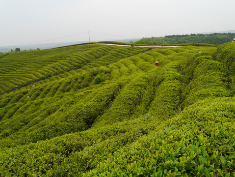 茶山