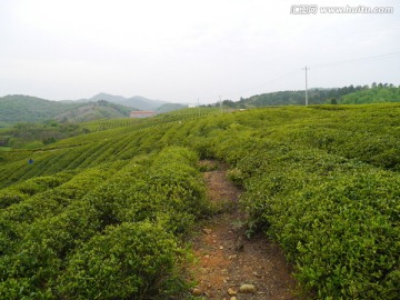 茶山