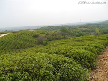 茶山