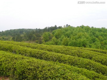 小山茶叶