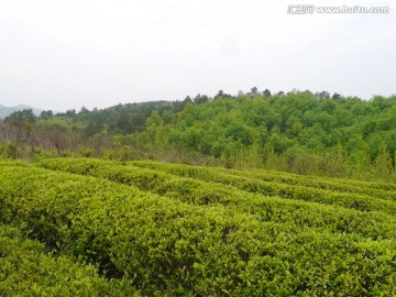 小山茶叶