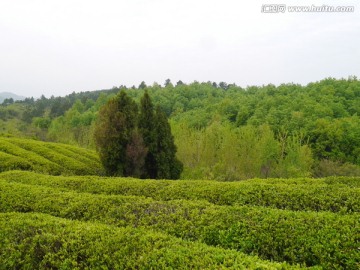 小山茶叶