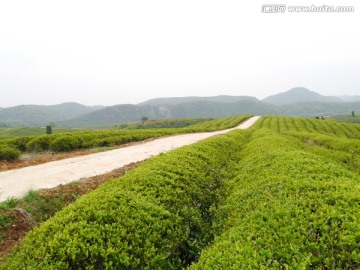 茶山公路