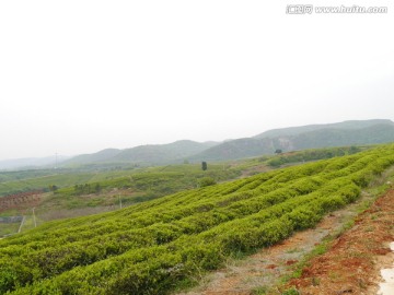 丘陵茶山