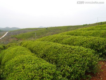 丘陵茶山