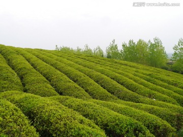 丘陵茶山