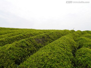 丘陵茶山