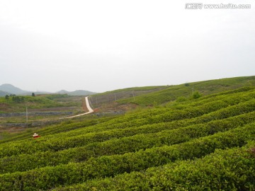 茶叶基地