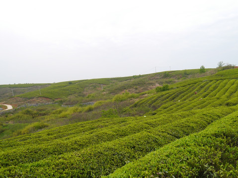 茶叶基地