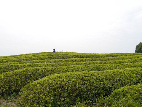 茶叶基地