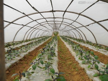 温室茄子种植