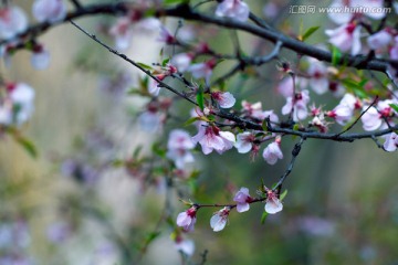 野花